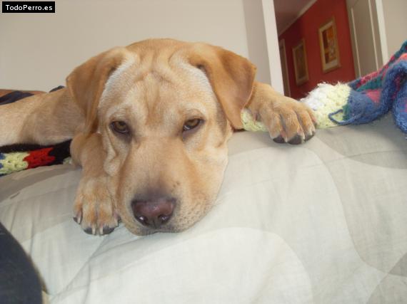 La foto del perro