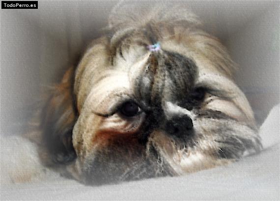 La foto del perro