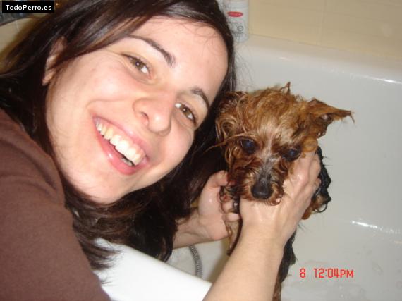 La foto del perro