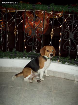 La foto del perro