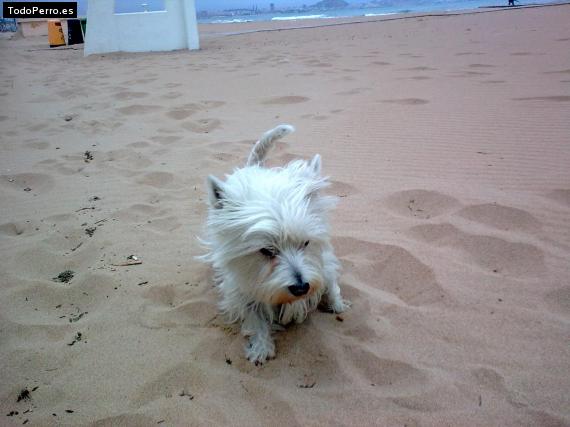 La foto del perro