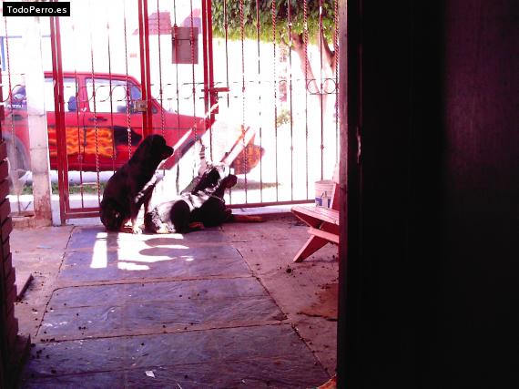 La foto del perro