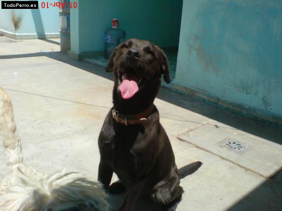 La foto del perro