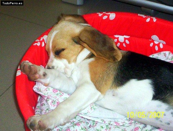 La foto del perro