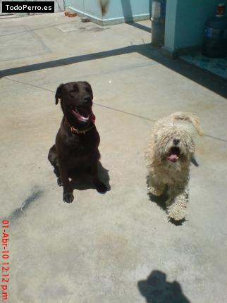 La foto del perro