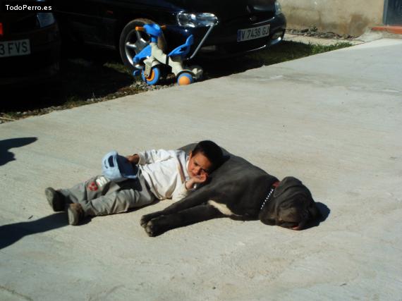 La foto del perro