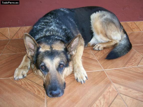La foto del perro