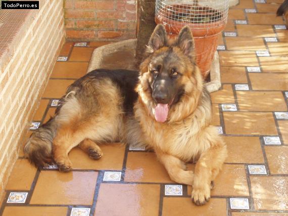 La foto del perro