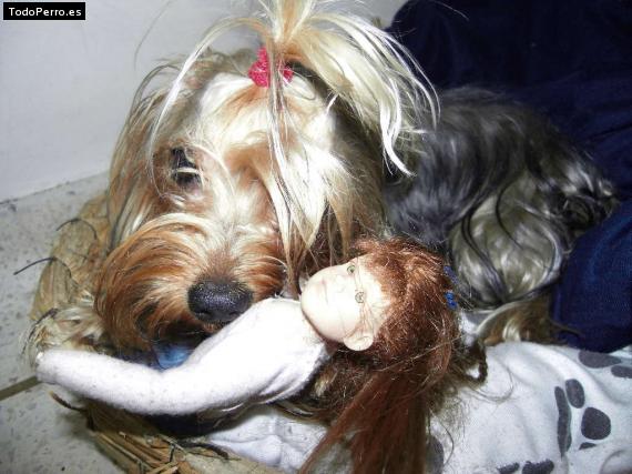 La foto del perro