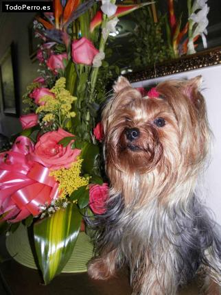 La foto del perro