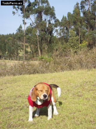 La foto del perro