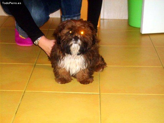 Foto del perro Coco