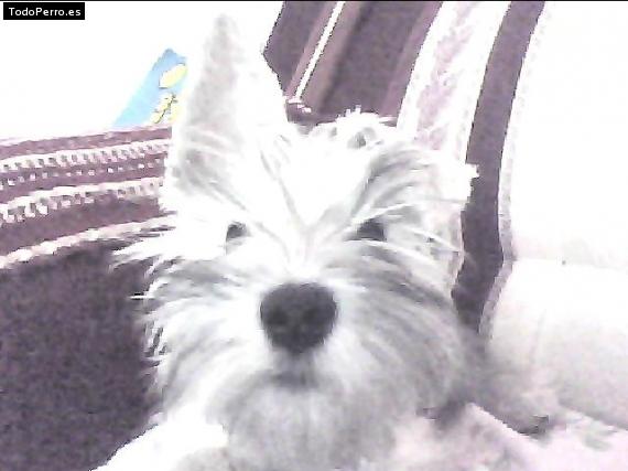 La foto del perro