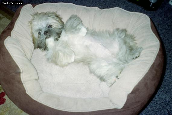 La foto del perro