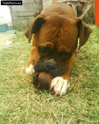 La foto del perro