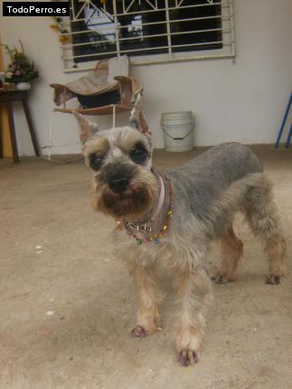 La foto del perro
