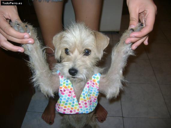 La foto del perro