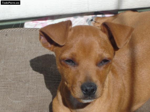 La foto del perro