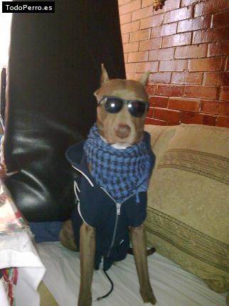 La foto del perro