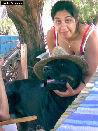La foto del perro