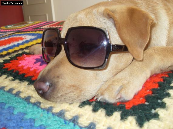 La foto del perro