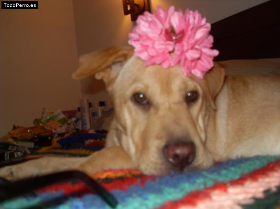 La foto del perro