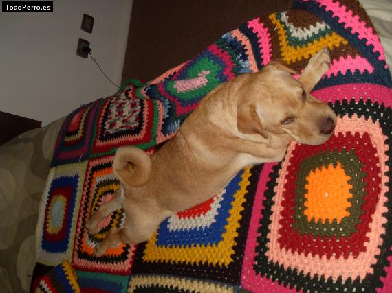 La foto del perro