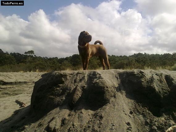 La foto del perro