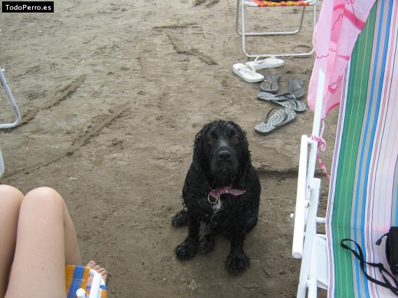 La foto del perro