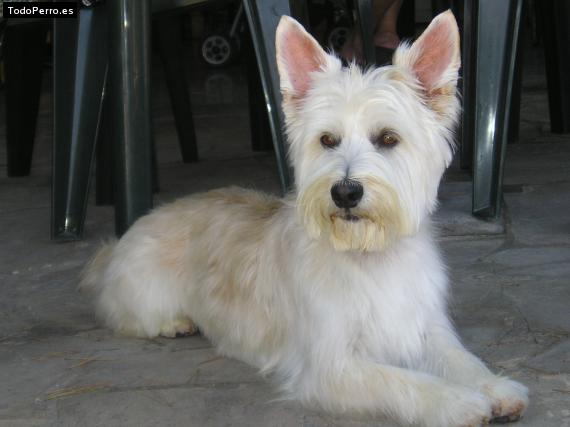 La foto del perro