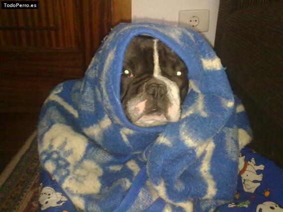 La foto del perro