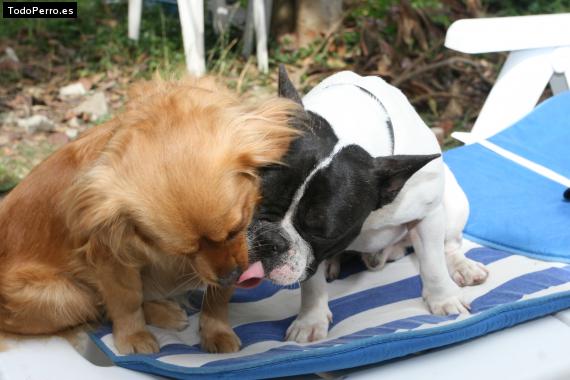 La foto del perro