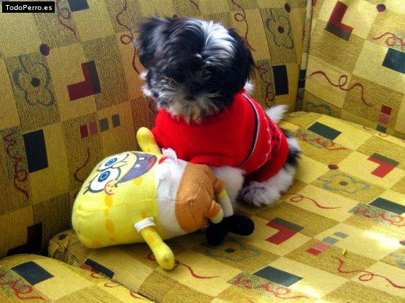 La foto del perro