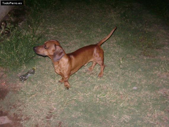 La foto del perro