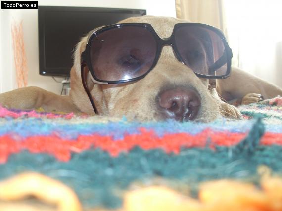 La foto del perro