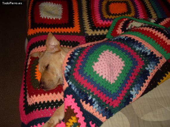 La foto del perro