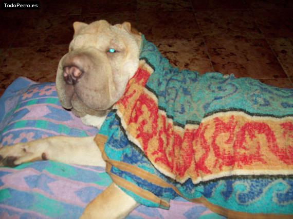 La foto del perro
