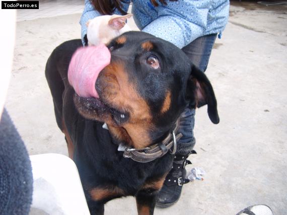 La foto del perro