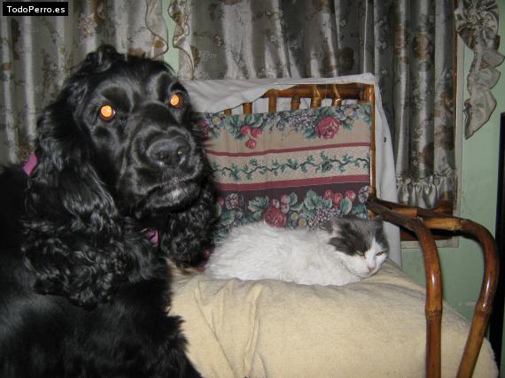 La foto del perro