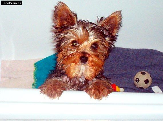 Foto del perro Whisky