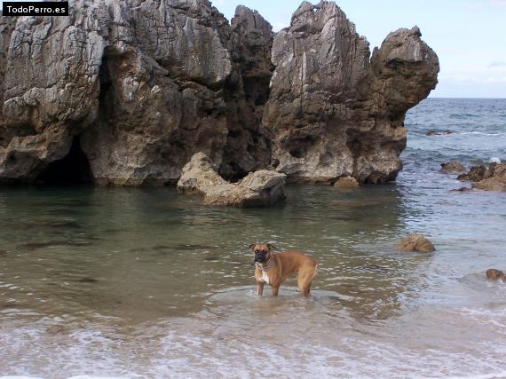 La foto del perro
