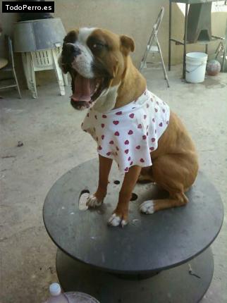 La foto del perro