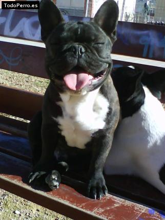 La foto del perro