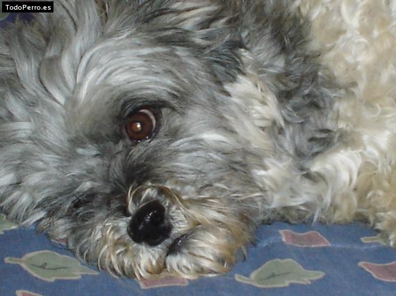 La foto del perro