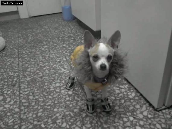 La foto del perro