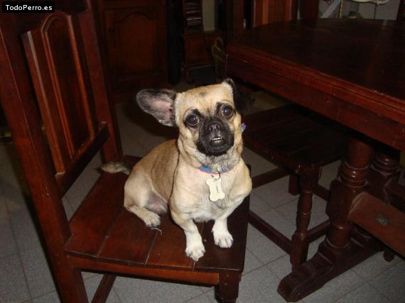 La foto del perro