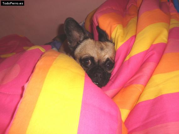 La foto del perro