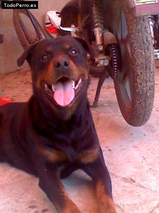 La foto del perro