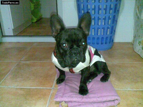 La foto del perro