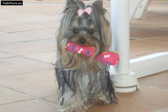 La foto del perro